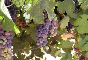 Grape-Vine